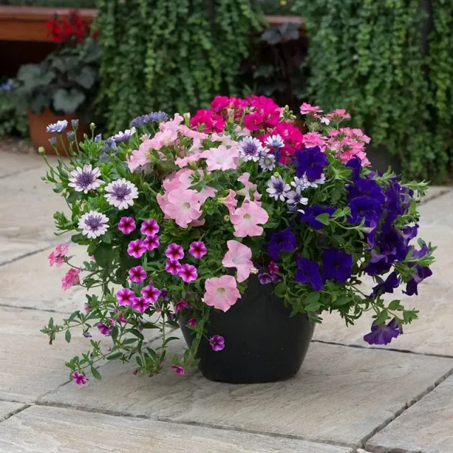 World Botanics Sophistication containermix kant-en-klaar 7 plant
