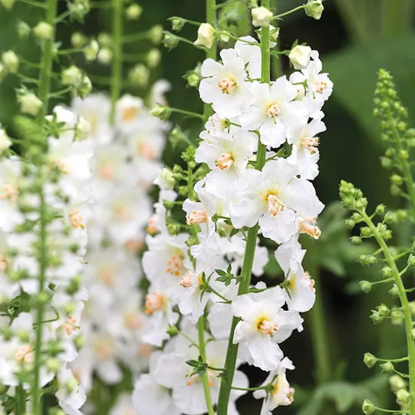 World Botanics Verbascum toorts planten collectie 15 planten