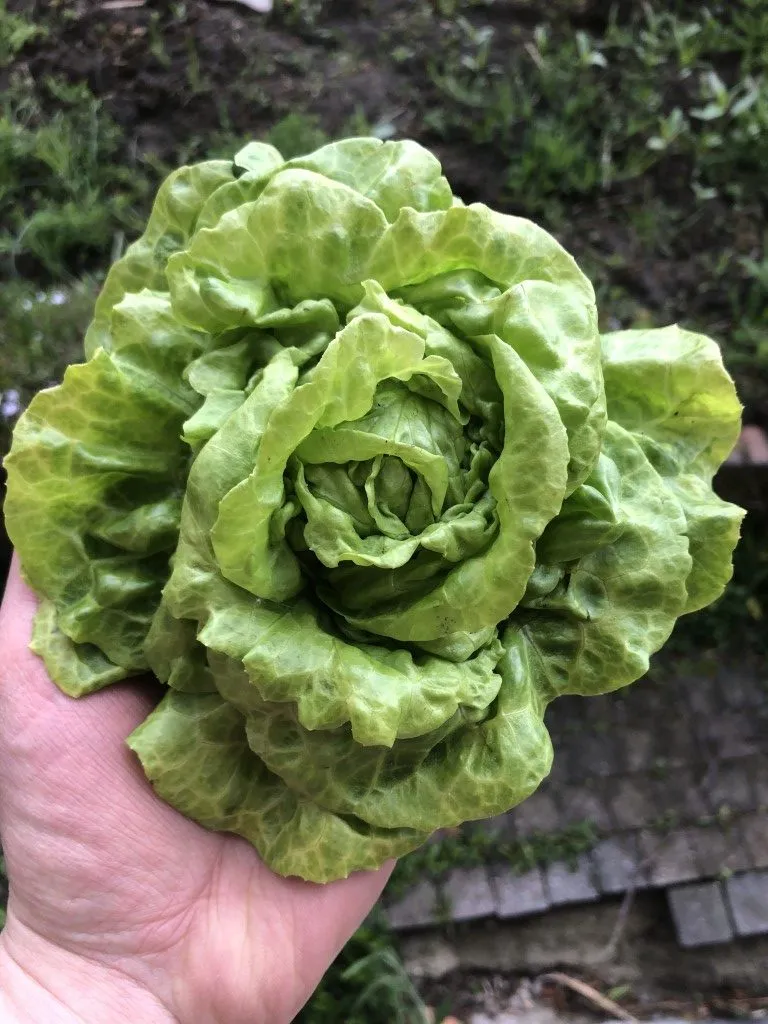 Vitale Rassen Kropsla mini Klein Duimpje zaden onbespoten
