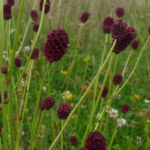 MediGran Sanguisorba officinalis grote pimpernel zaden vochtig