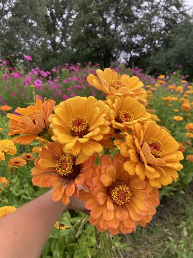Vitale Rassen Zinnia Golden State bloemzaden onbespoten