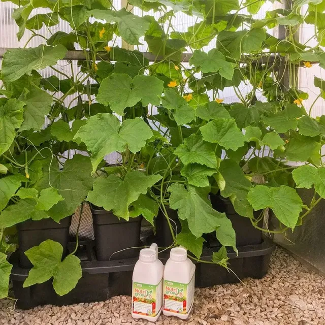 Quadgrow 8-pots bewateringssysteem 8x 11L zelfbewatering