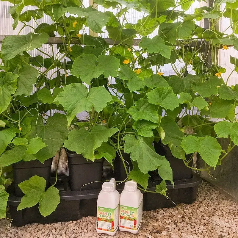 Quadgrow 8-pots bewateringssysteem 8x 11L zelfbewatering
