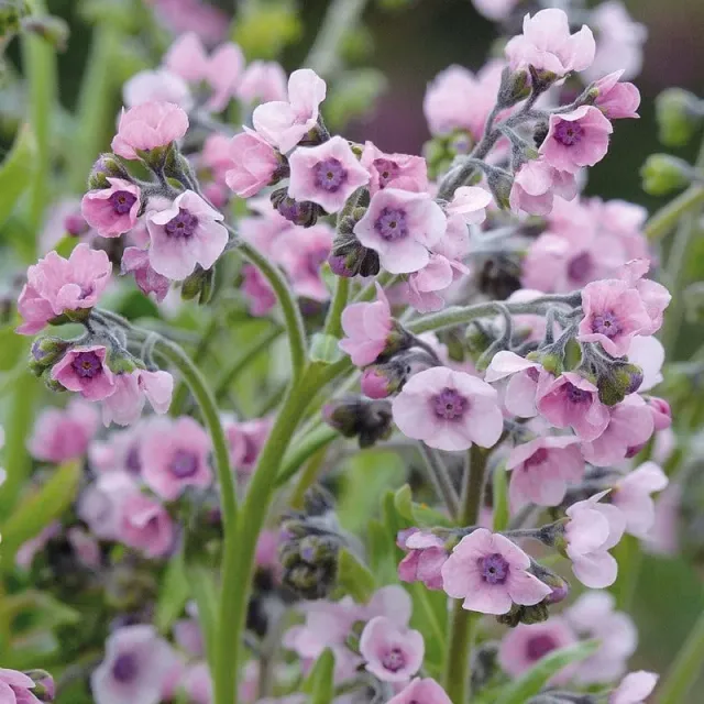 Johnsons Mystery Rose cynoglossum zaden onbespoten