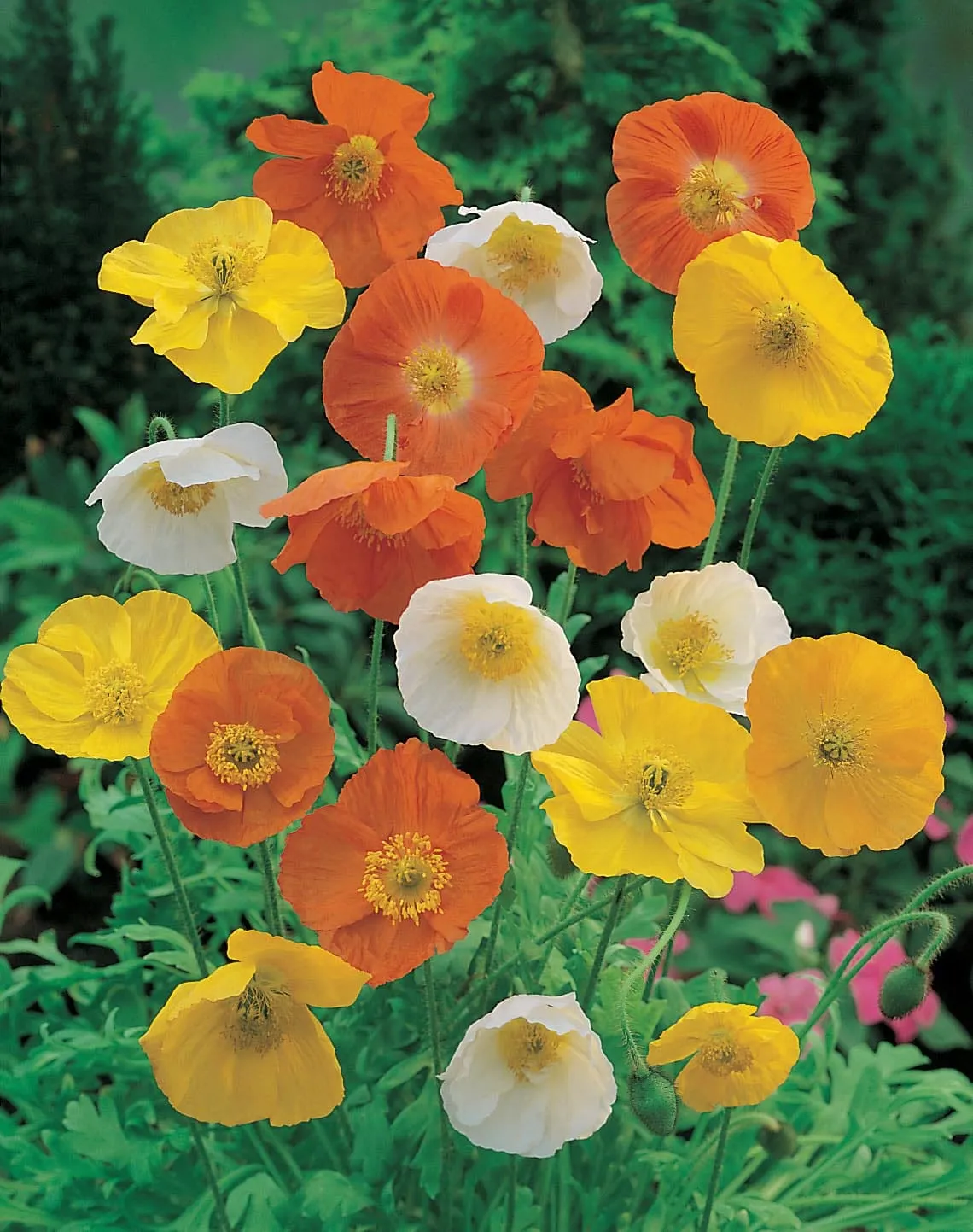 World Botanics Poppy Iceland Mixed zaden zonnige border