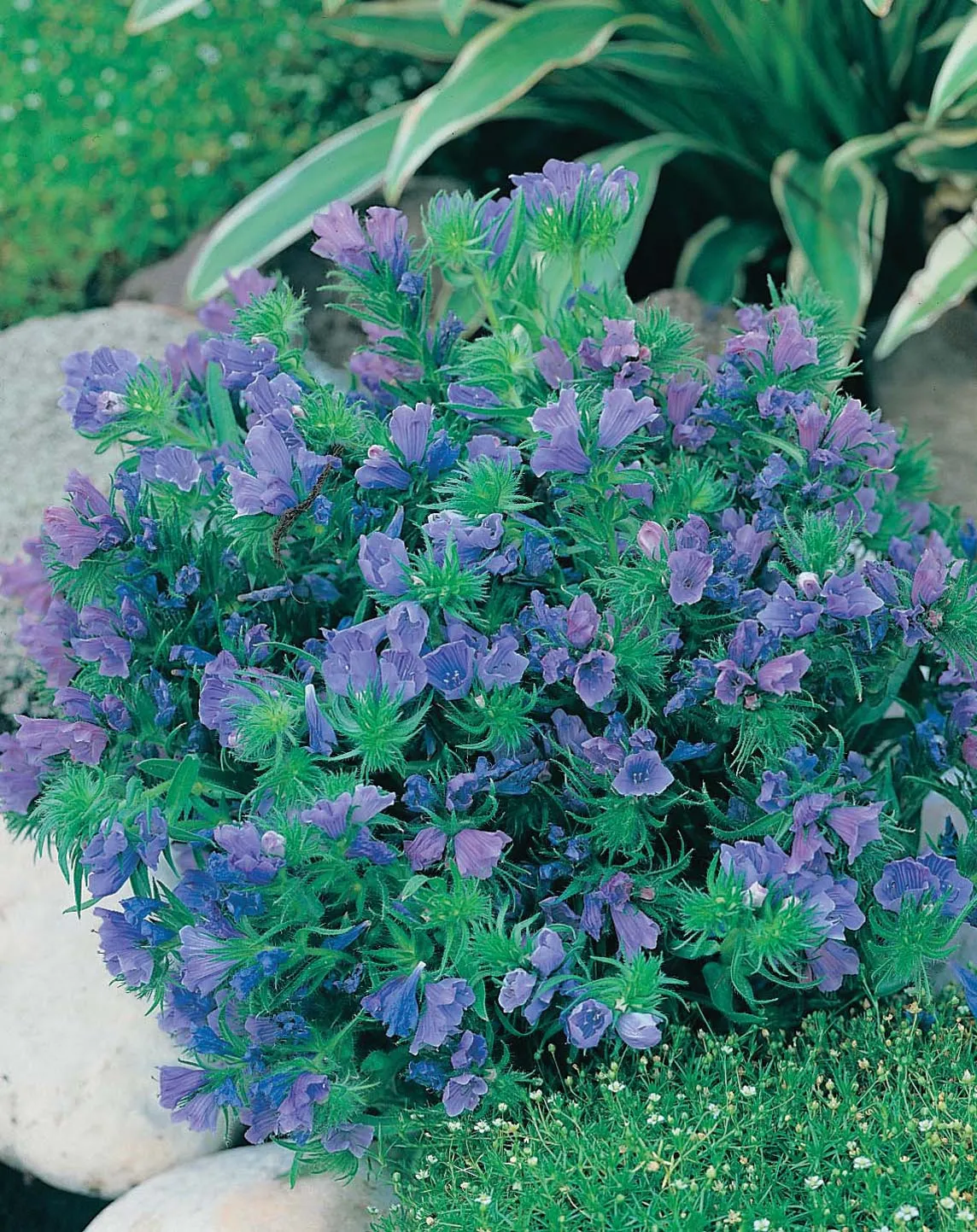 World Botanics Echium Blue Bedder zaden blauw bijen