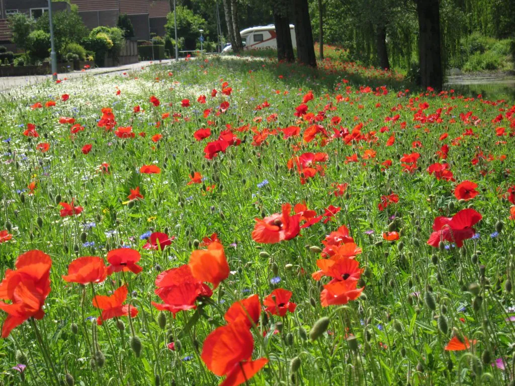 MediGran Akkerflora A-1 bloemenzaden 5 soorten inheems