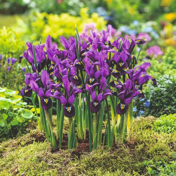 World Botanics Iris Reticulata George bloembollen 20st paars