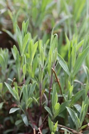 De Tuinen van MergenMetz Blaassilene zaden ca. 300 stuks wild