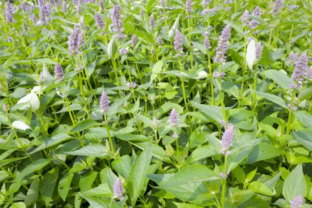 De Tuinen van MergenMetz Agastache cana dropplant P9 geurend