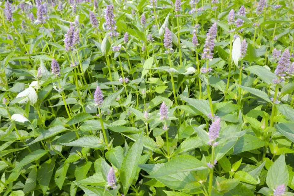 De Tuinen van MergenMetz Agastache cana dropplant P9 geurend