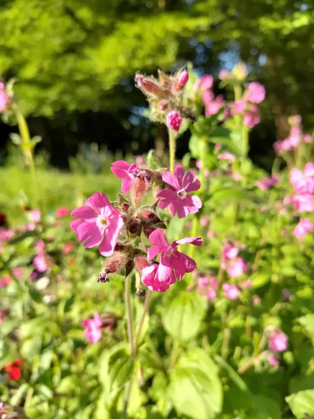 Vitale Rassen Dagkoekoeksbloem bloemzaden onbespoten