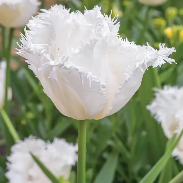 World Botanics Tulip Daytona bloembollen 15 stuks wit