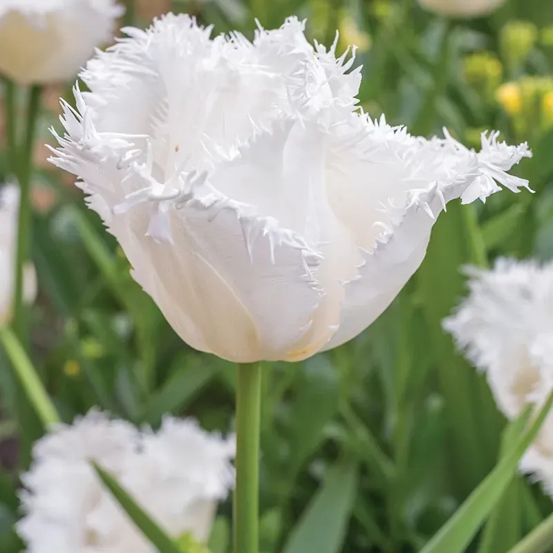 World Botanics Tulip Daytona bloembollen 15 stuks wit