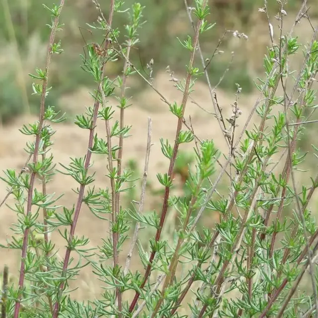 MediGran Artemisia campestris wilde averuit zaden biologisch