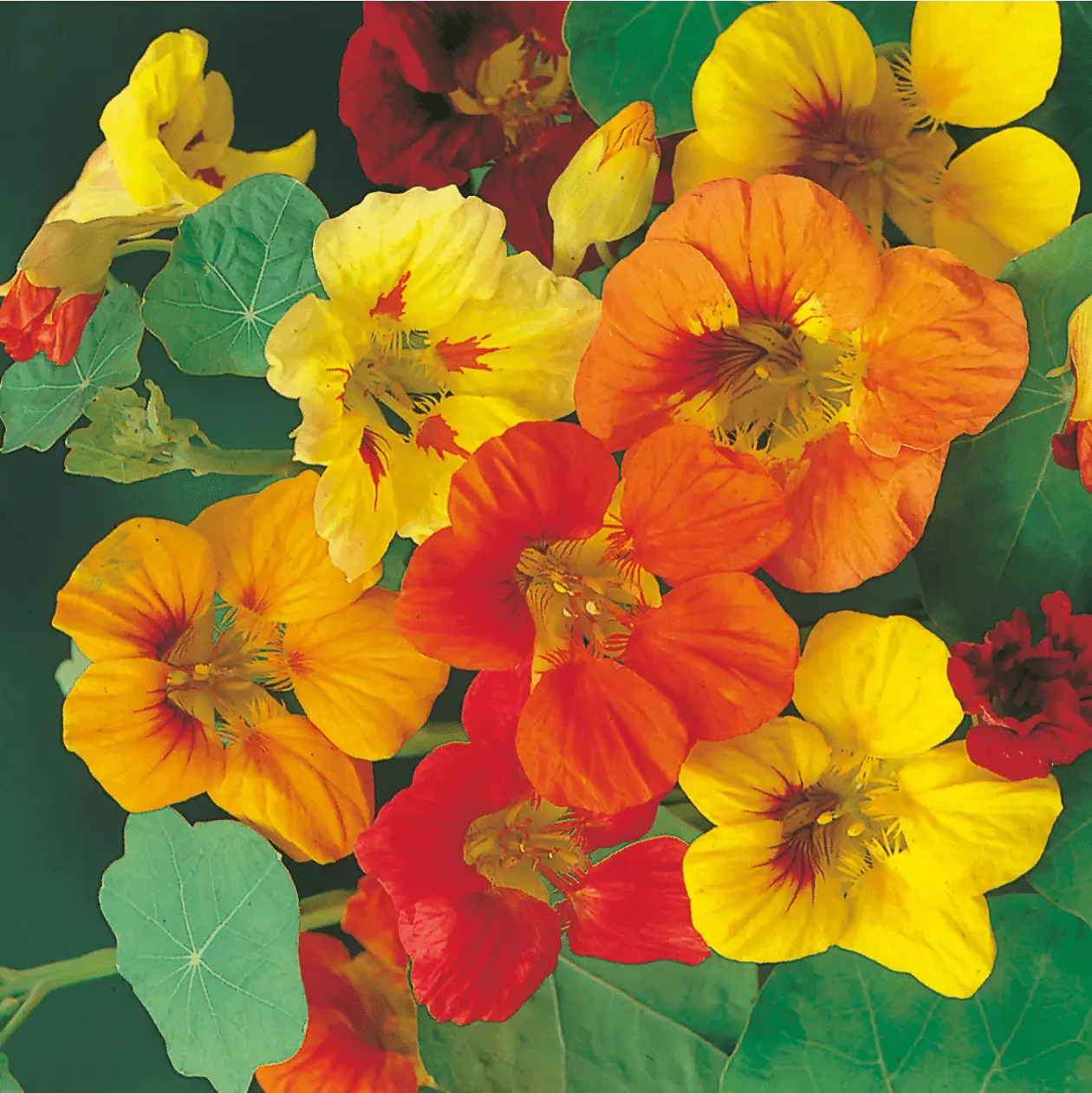 Johnsons Nasturtium Trailing Single Mixed bloemzaden gemengd