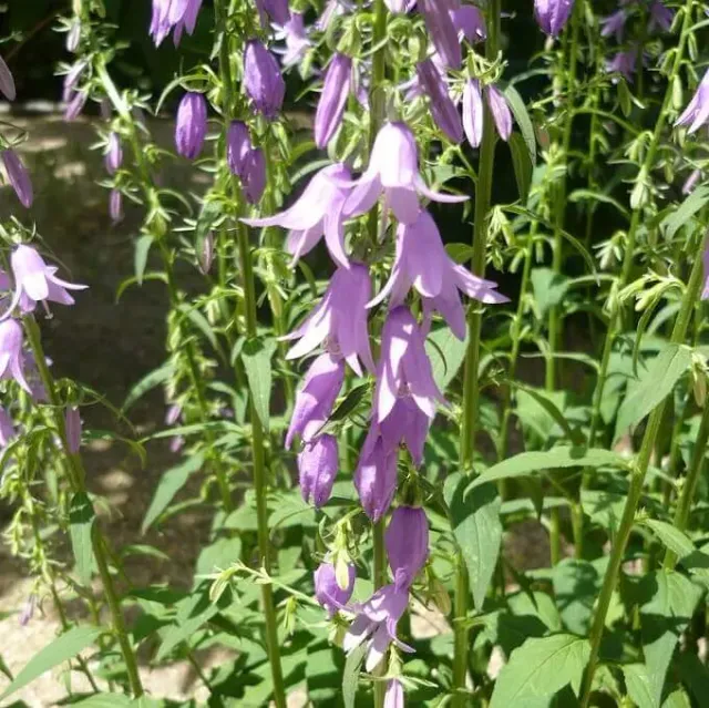 MediGran Campanula rapunculoides Akkerklokje zaden wild