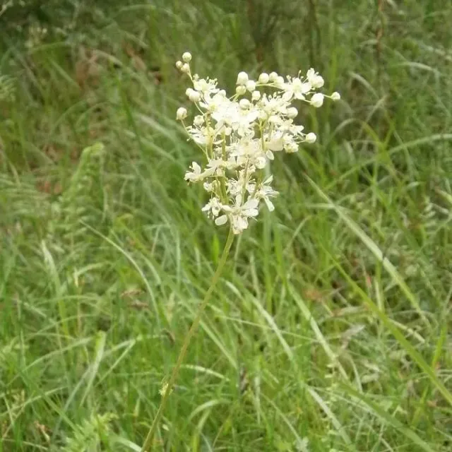 MediGran Knolspirea Filipendula vulgaris zaden onbespoten