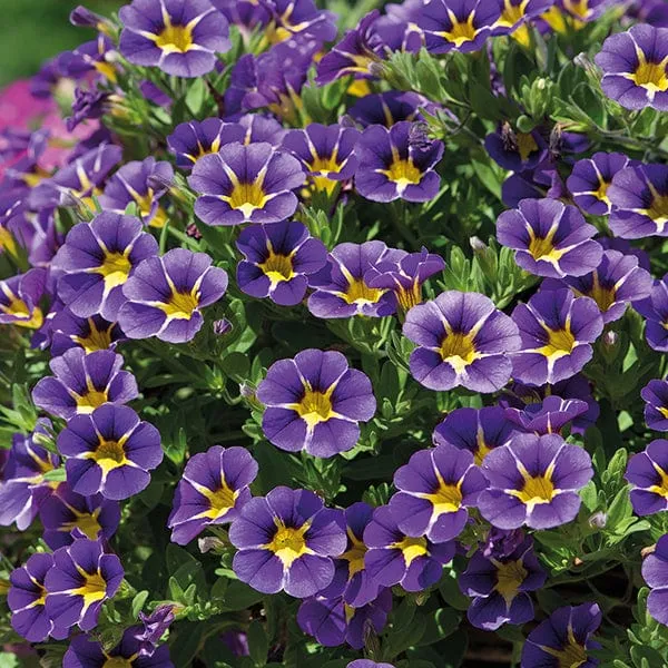 World Botanics Calibrachoa Cabaret bloemplanten 15 stuks mix