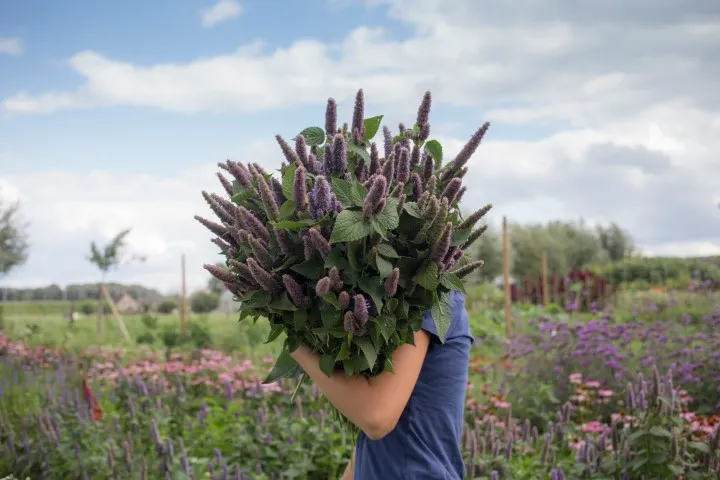 Vitale Rassen dropplant kruidenzaden onbespoten