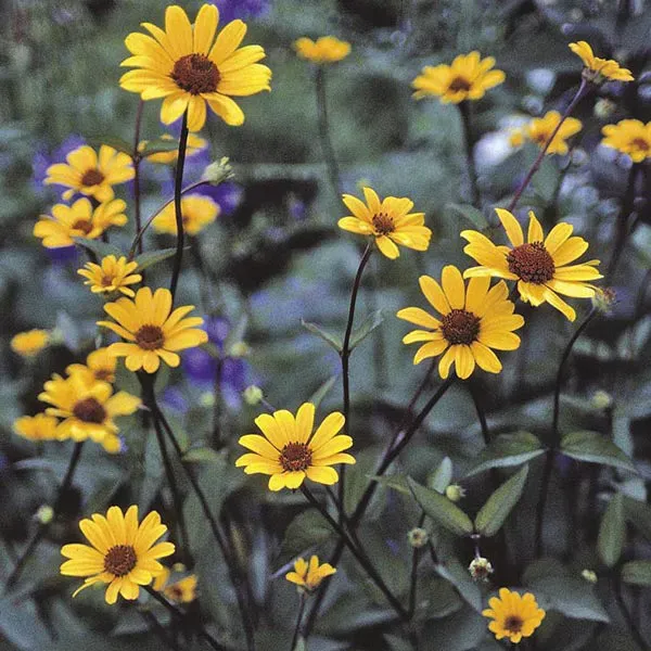 World Botanics Heliopsis Summer Nights vaste plant 15 jonge planten