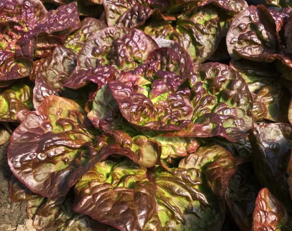Vitale Rassen Merveille de 4 Saisons kropsla zaden