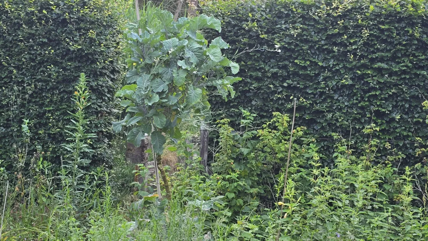 De Tuinen van MergenMetz Taunton Deane Kale koolplant vast