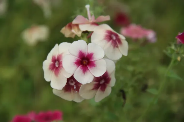 Vitale Rassen Vlambloem Blozend Hartje zaden