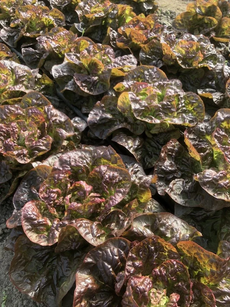 Vitale Rassen Merveille de 4 Saisons kropsla zaden