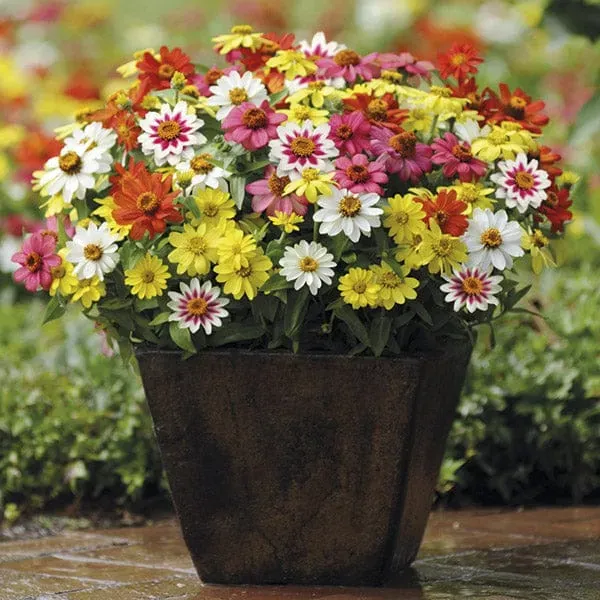 World Botanics Zahara Raspberry Lemonade zinnia planten 15 stuks