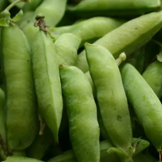 MergenMetz Kola Pisum sativum grauwe erwten zaden 50 stuks