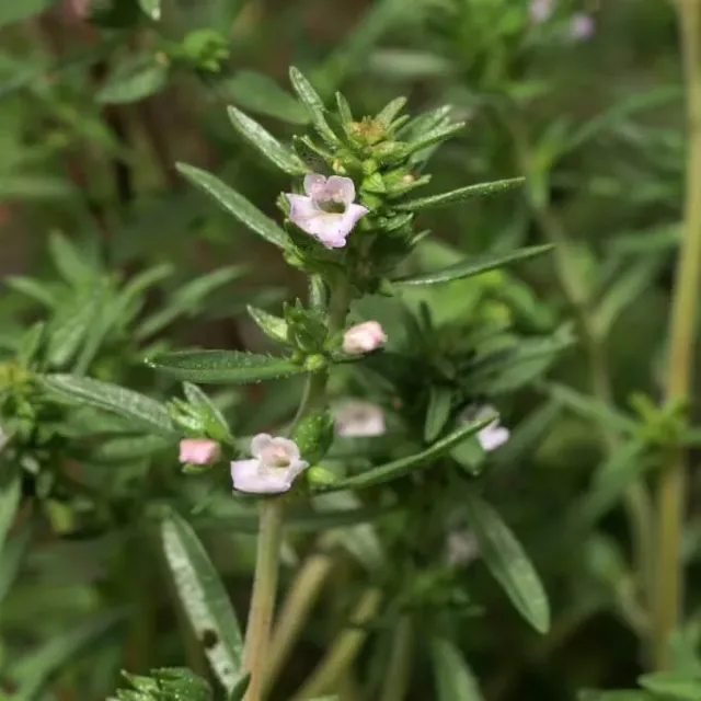 MediGran Bonenkruid Satureja hortensis zaden biologisch