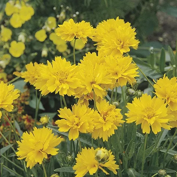 World Botanics Coreopsis Early Sunrise planten 5 stuks geel