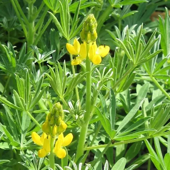 MediGran Lupinus Luteus Gele Lupine Zaden Groenbemester