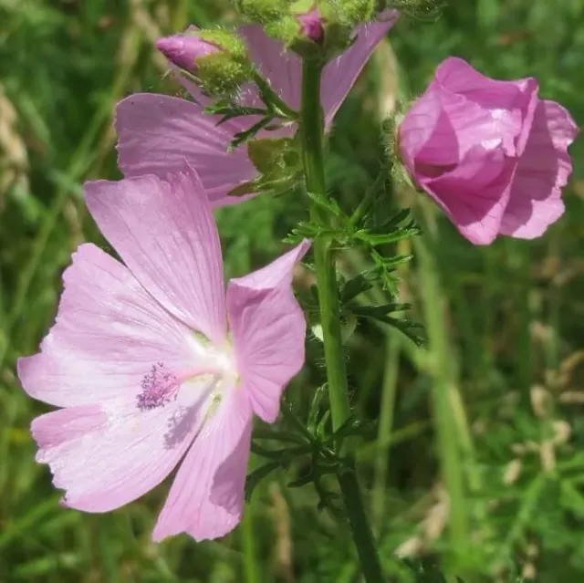 MediGran Muskuskaasjeskruid Malva moschata zaden