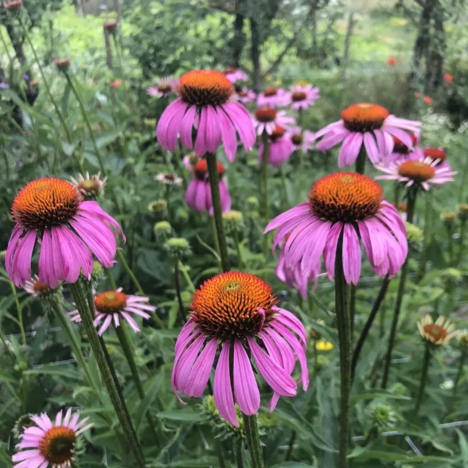 Vitale Rassen Rode Zonnehoed bloemenzaden onbespoten