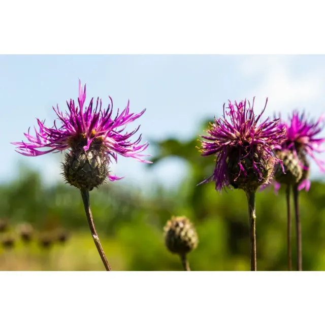 World Botanics Greater Knapweed knoopkruid jonge planten 5 st