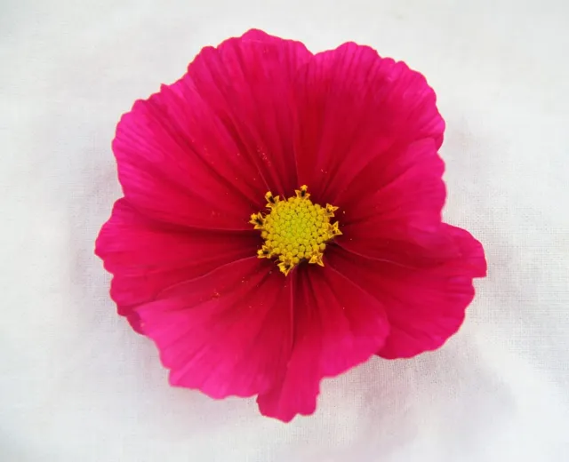 Vitale Rassen Cosmos zaden donkerroze plukbloem