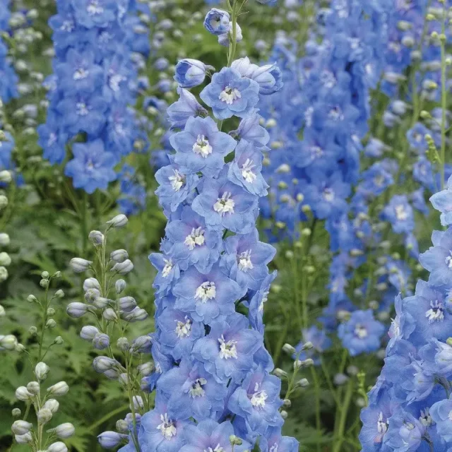 World Botanics Aurora Sky Blue delphinium 5 jonge planten
