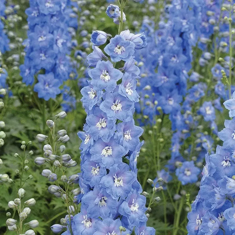World Botanics Aurora Sky Blue delphinium 5 jonge planten