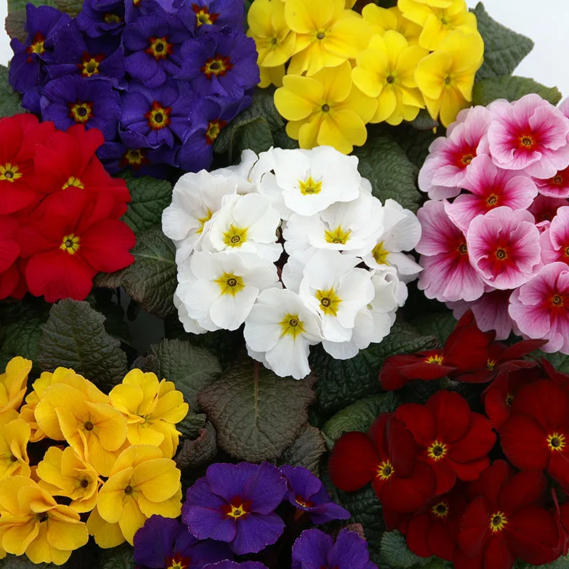 World Botanics Wanda XP Mix primula planten 15 stuks winterhard