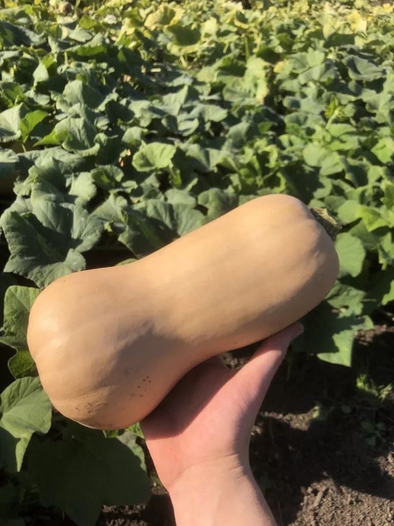 Vitale Rassen Butternut Liscia pompoenzaden fles