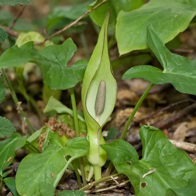 MediGran Arum maculatum Gevlekte aronskelk zaden onbespoten