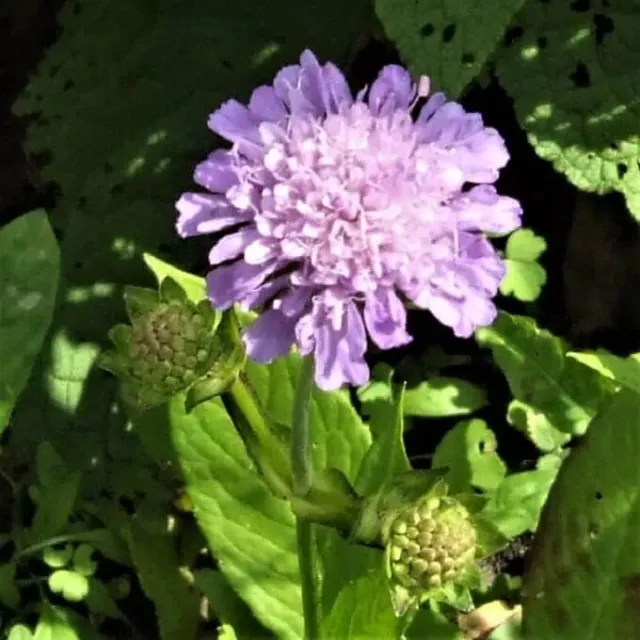 MediGran Duifkruid Scabiosa columbaria zaden onbespoten