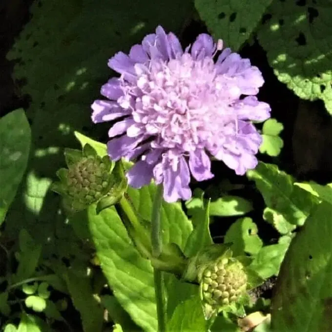 MediGran Duifkruid Scabiosa columbaria zaden onbespoten