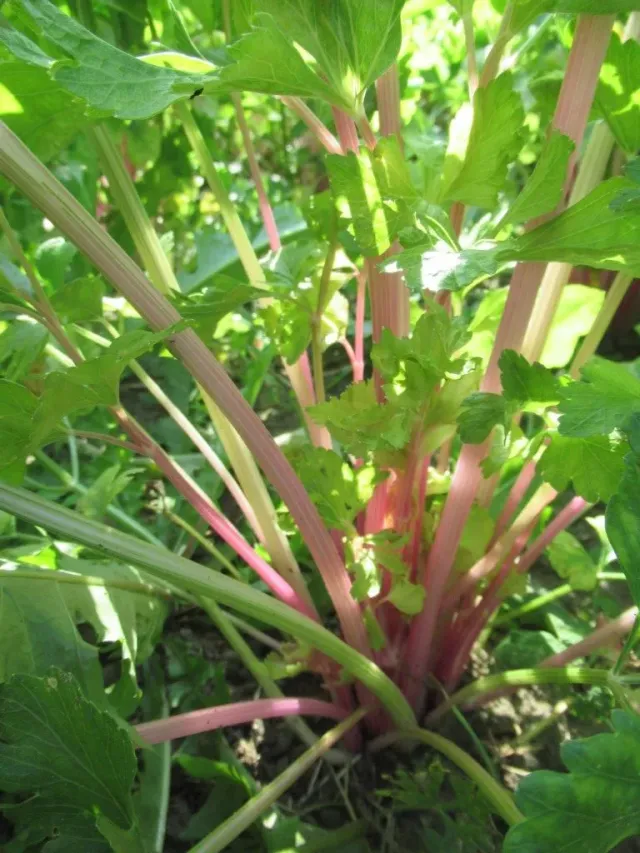 Vitale Rassen lange roze Chinese Pink snijselder zaden onbespoten