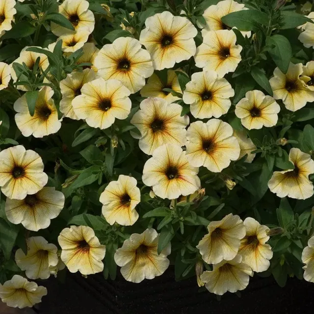 World Botanics Beautical French Vanilla petchoa 5 planten