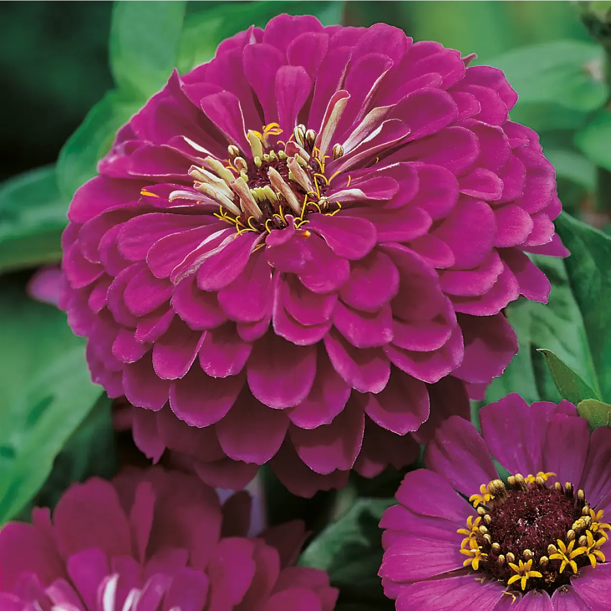 World Botanics Zinnia Purple Prince zinniazaden paars