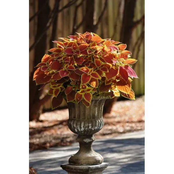 World Botanics Sunfighter Trusty Rusty coleus planten 5 stuks blad