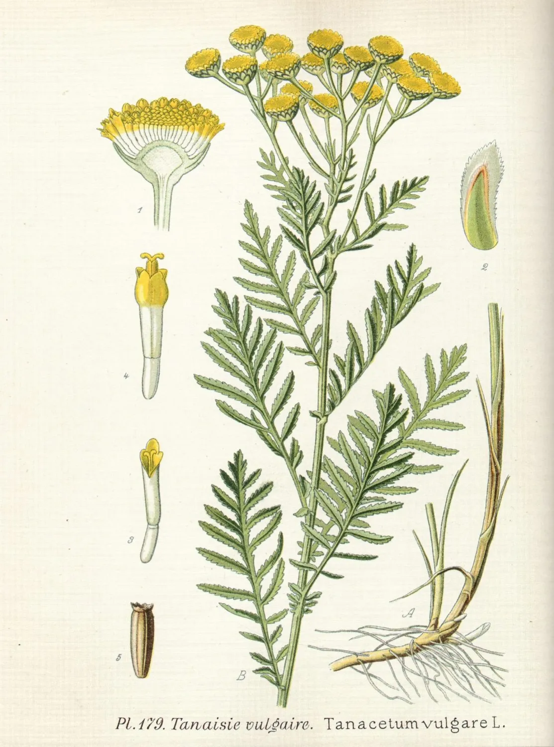 De Tuinen van MergenMetz Naturalis Historia boek planten